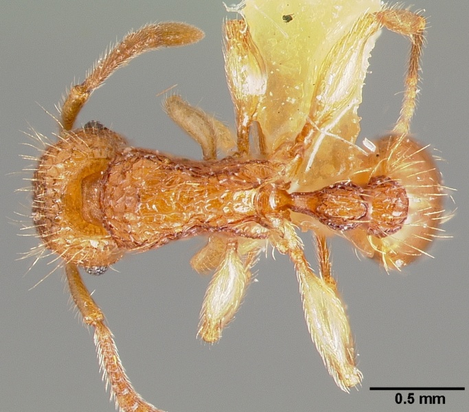 File:Tetramorium insolens casent0005828 dorsal 1.jpg