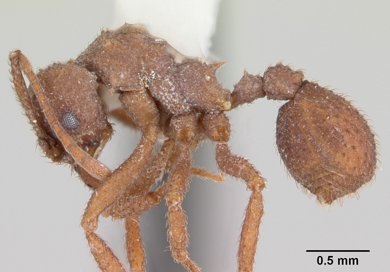 File:Trachymyrmex carinatus casent0103159 profile 1.jpg