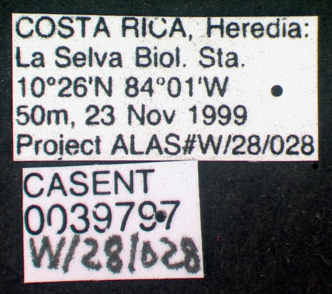 File:Wasmannia auropunctata casent0039797 label 1.jpg