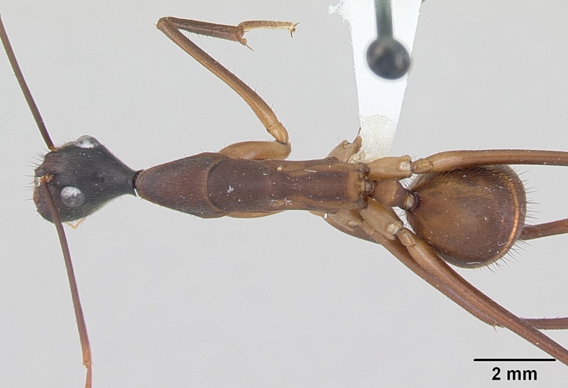 File:Camponotus ager inbiocri001282861 dorsal 1.jpg