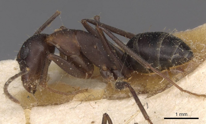 File:Camponotus thraso casent0910121 p 1 high.jpg