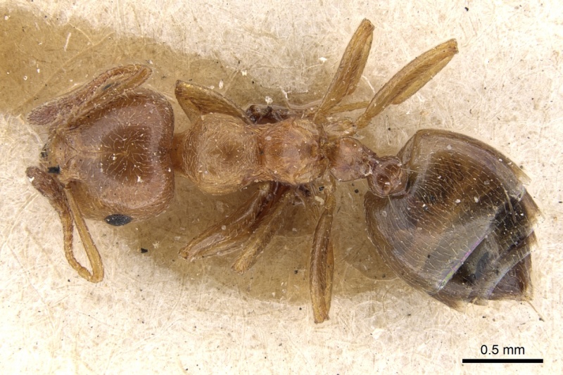 File:Crematogaster brunneipennis casent0902089 d 1 high.jpg