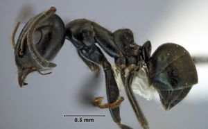 Iridomyrmex victorianus side view