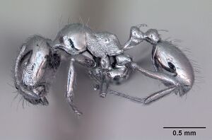 Monomorium robustior casent0442839 profile 1.jpg