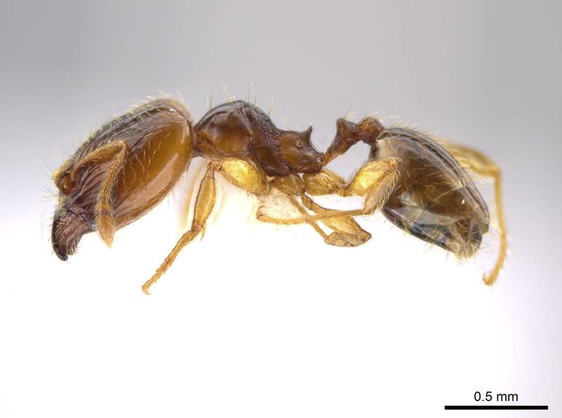 File:Pheidole eparmata jtlc000015111 p 1 high.jpg