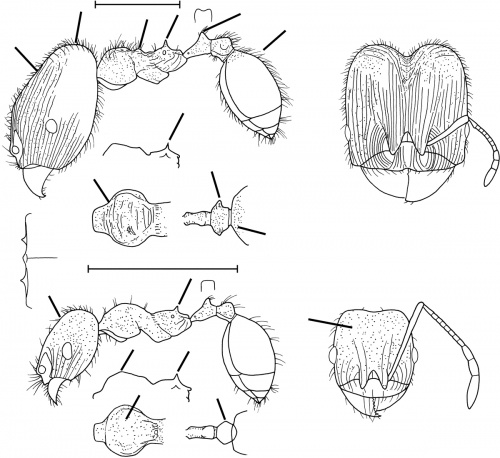 Pheidole pilifera Wilson 2003.jpg