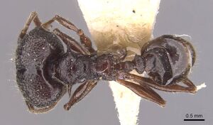 Pheidole quadricuspis casent0905766 d 1 high.jpg