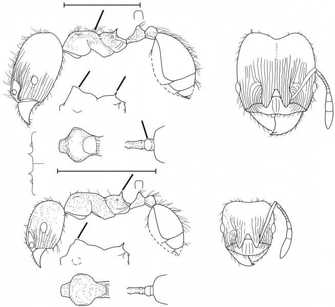 File:Pheidole schmalzi Wilson 2003.jpg