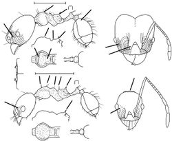 Pheidole zelata Wilson 2003.jpg