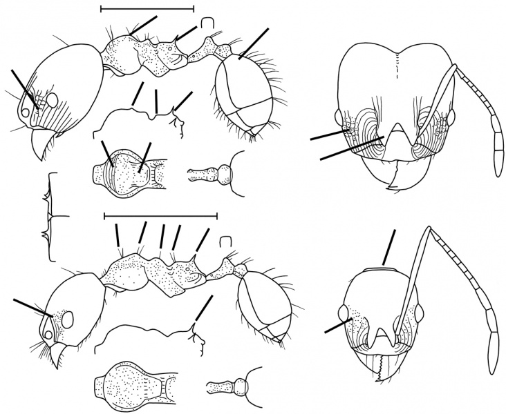 File:Pheidole zelata Wilson 2003.jpg