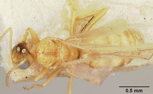 Plagiolepis exigua casent0101301 dorsal 1.jpg