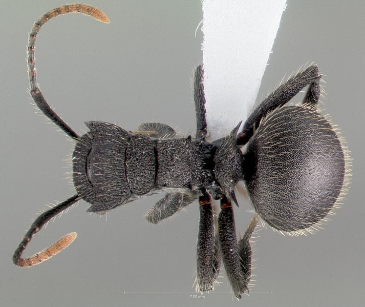 File:Polyrhachis asomaningi casent0415705 dorsal 1.jpg