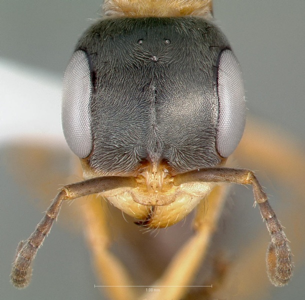 File:Pseudomyrmex gracilis casent0005838 head 1.jpg