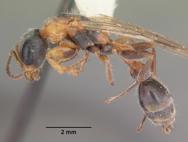 File:Pseudomyrmex gracilis casent0103779 profile 1.jpg