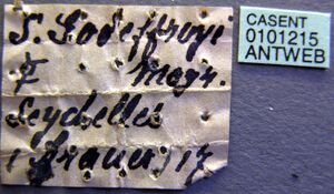 Strumigenys godeffroyi casent0101215 label 1.jpg