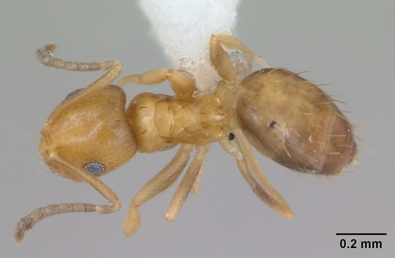 File:Brachymyrmex aphidicola casent0173474 dorsal 1.jpg