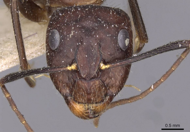 File:Camponotus picipes casent0910009 h 1 high.jpg