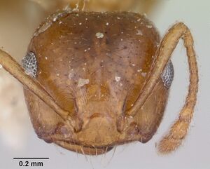 Crematogaster sewellii casent0101632 head 1.jpg