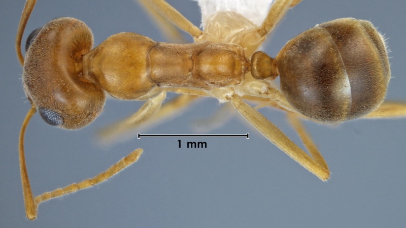 File:Iridomyrmex hartmeyeri ANIC32-036832 top 32-Antwiki.jpg