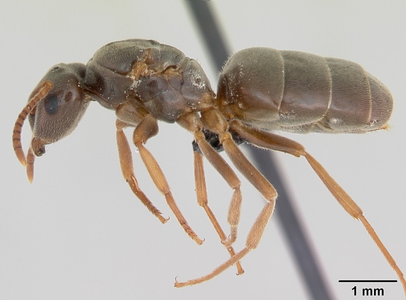 File:Lasius sabularum casent0172758 profile 1.jpg