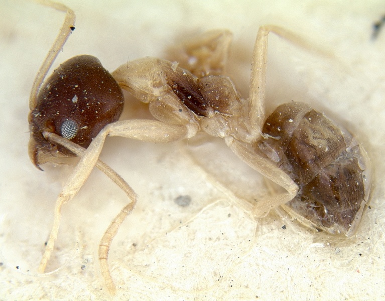 File:Linepithema leucomelas casent0012703 profile 1.jpg