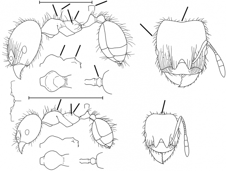 File:Pheidole melastomae Wilson 2003.jpg