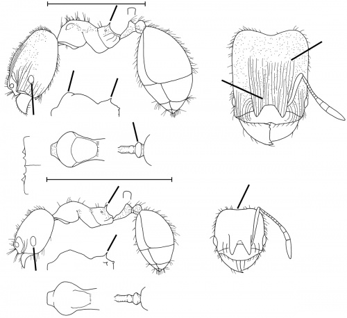 Pheidole nigricula Wilson 2003.jpg