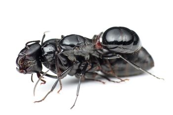 Polyrhachis lamellidens queen with Camponotus japonicus queen, Taku Shimada (1).jpg