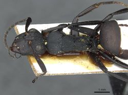 Camponotus bituberculatus casent0913705 d 1 high.jpg