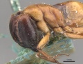 Camponotus claripes casent0910370 p 1 high.jpg