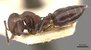 Crematogaster censor casent0908512 p 1 high.jpg