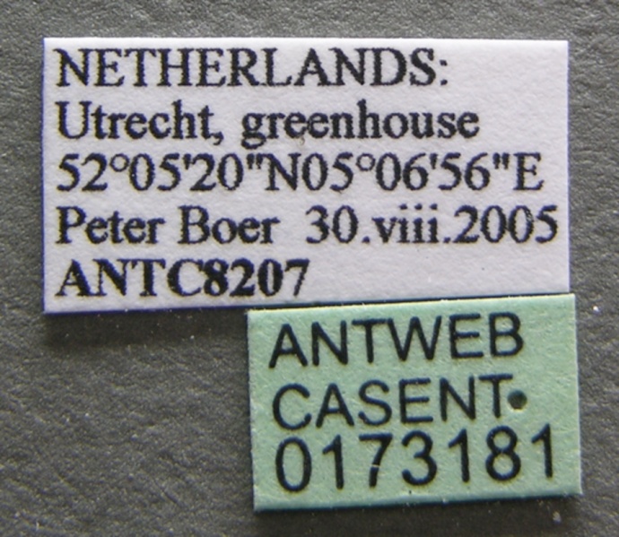 File:Hypoponera schauinslandi casent0173181 label 1.jpg