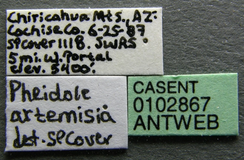 File:Pheidole pilifera casent0102867 label 1.jpg