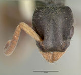 Platythyrea zodion castype12082 head 1.jpg