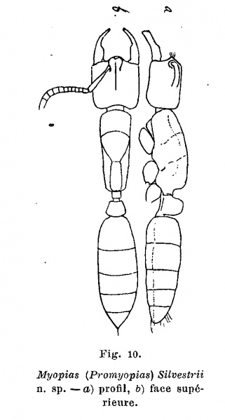 File:Promyopias.jpg