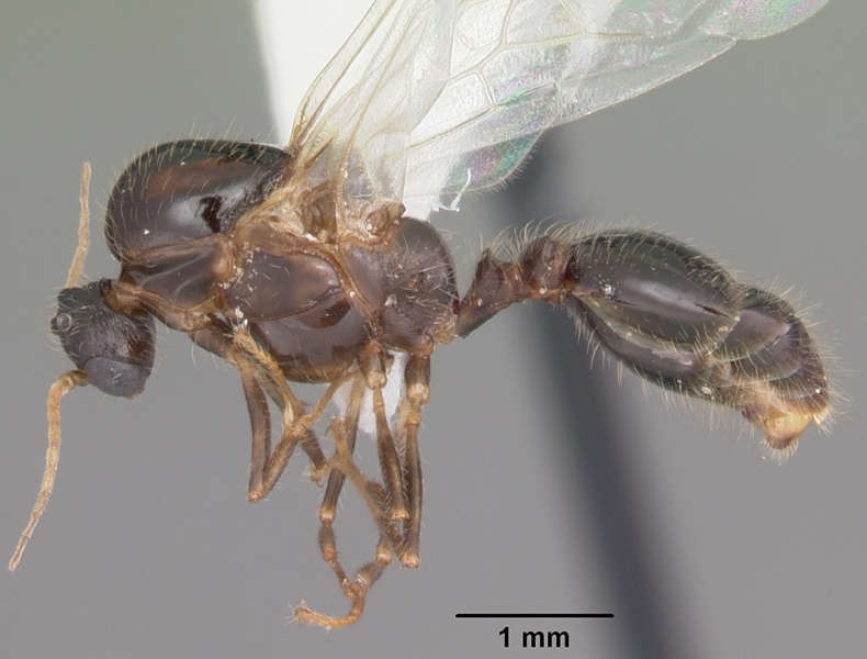 File:Solenopsis xyloni casent0104513 profile 1.jpg