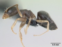 Technomyrmex pallipes casent0109857 profile 1.jpg