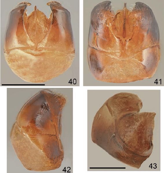 File:Tetramorium kephalosi F40-43.jpg