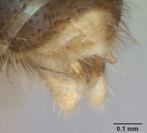 Typhlomyrmex clavicornis casent0173388 profile 3.jpg