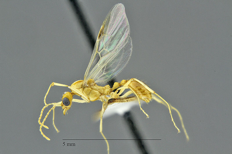 File:Aphaenogaster-megommata-alate hal1x.jpg