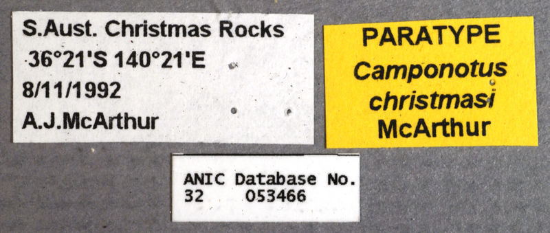 File:Camponotus christmasensis paratype ANIC32-053466 labels.jpg