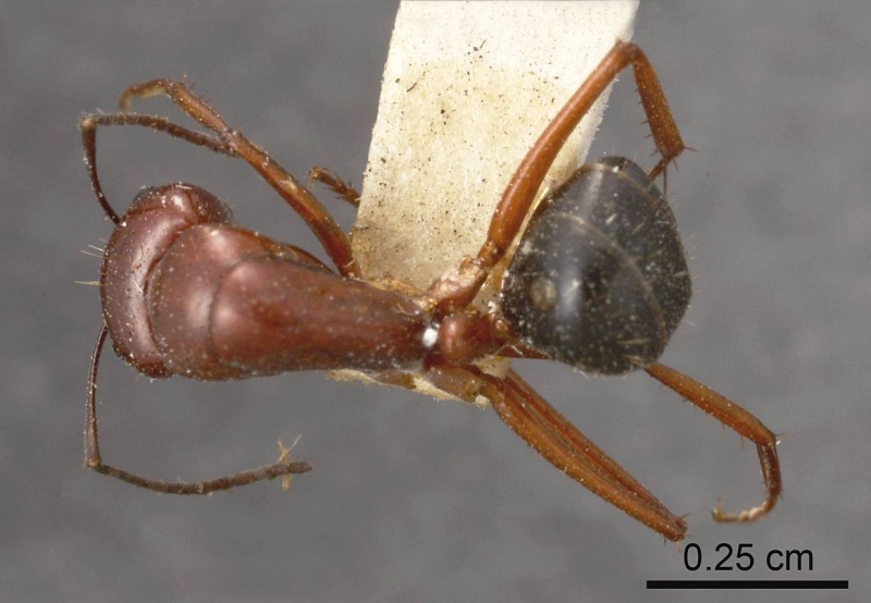 File:Camponotus postcornutus antweb1008149 d 1 high.jpg