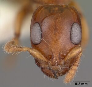 Myrcidris epicharis casent0102130 head 1.jpg