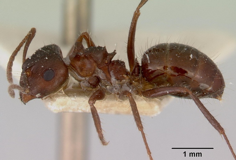 File:Notoncus ectatommoides ANIC32-019127 w2 side CAS0172026-Antwiki.jpg