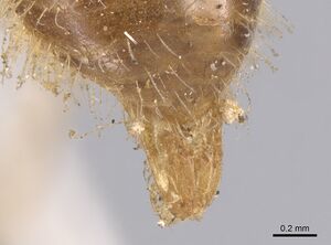 Paratopula oculata casent0901348 p 3 high.jpg