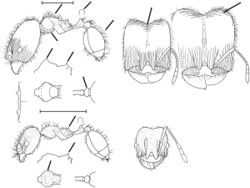 Pheidole polymorpha Wilson 2003.jpg