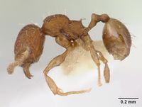 Pheidole rudigenis casent0178050 profile 1.jpg