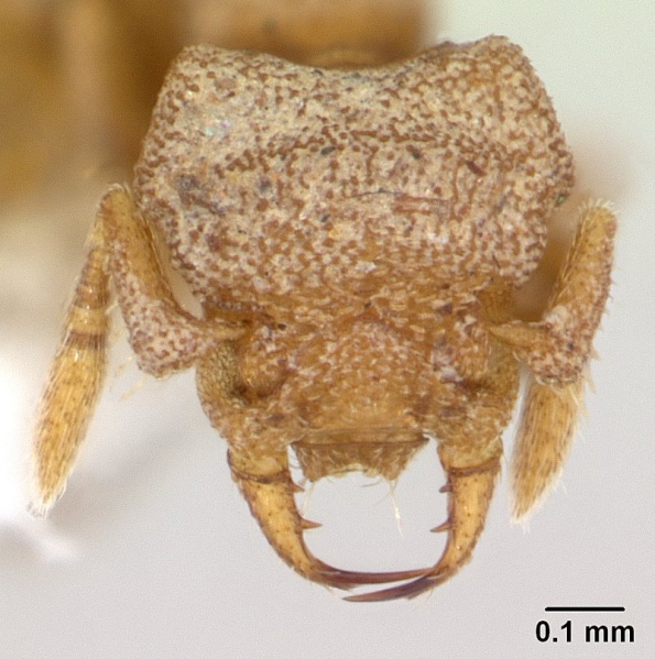 File:Rhopalothrix triumphalis casent0601887 h 1 high.jpg