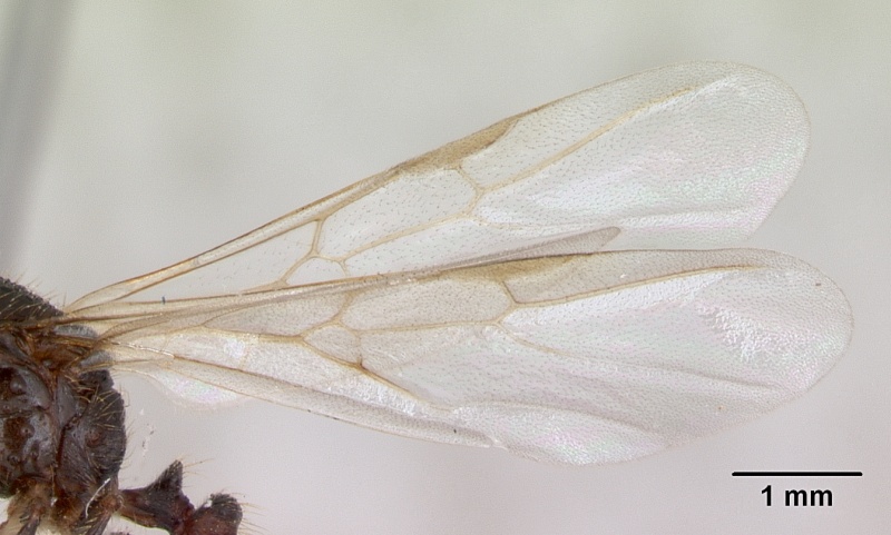 File:Solenopsis geminata casent0173277 profile 2.jpg