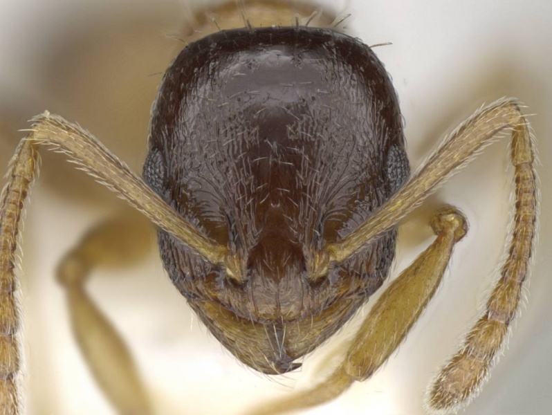 File:Temnothorax gredosi H casent0905856.jpg